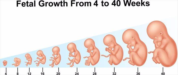 pregnancy stages
